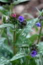 Narrow-leaved Lungwort Pulmonaria longifolia subsp. cevennensis flowers and buds